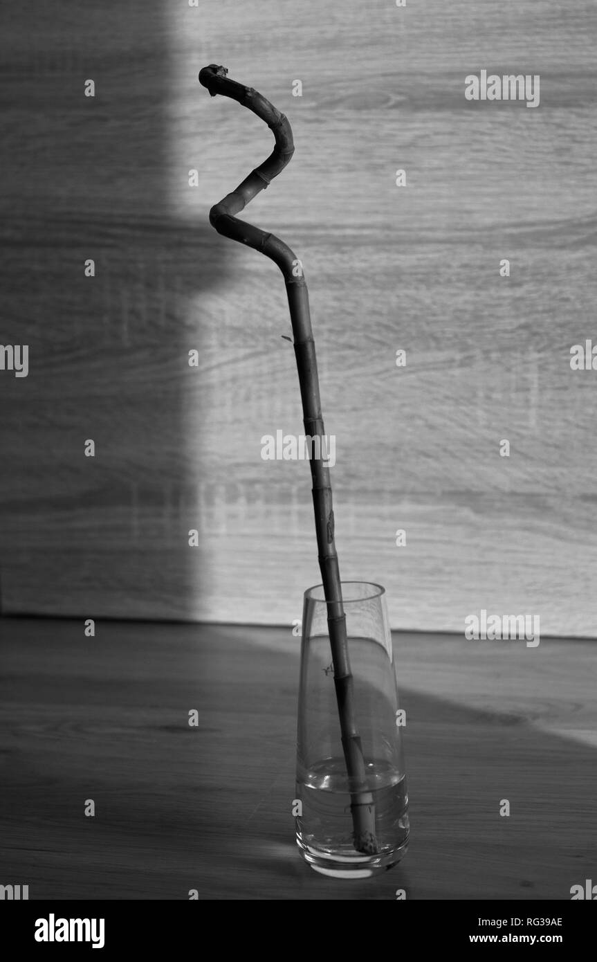 One root bamboo in a clear glass vase. Lucky bamboo Stock Photo Alamy