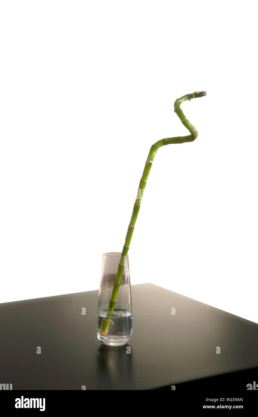 One root bamboo on the table in a clear glass vase. Bamboo in a glass ...