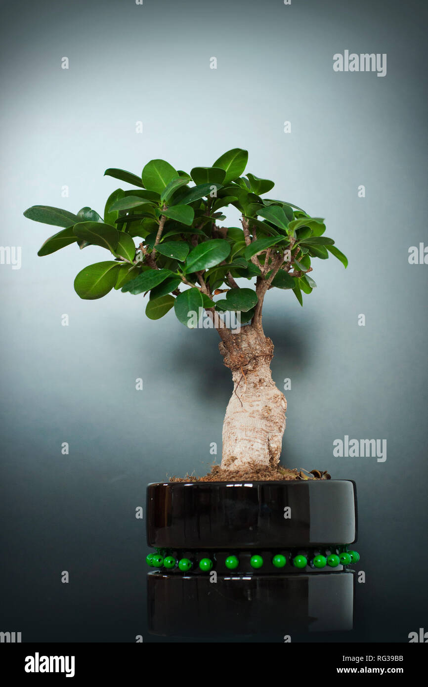 Close up view of a beautiful Bonsai Ficus Ginseng in a black pot. Feng shui  mini tree Stock Photo - Alamy