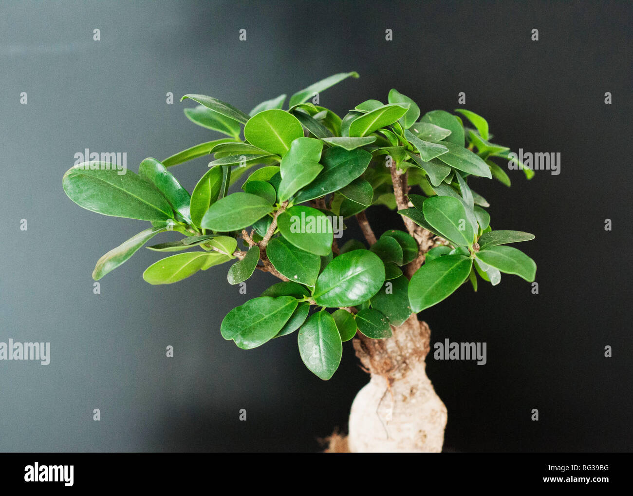 Close up view of a beautiful Bonsai Ficus Ginseng. Feng shui mini tree Stock Photo