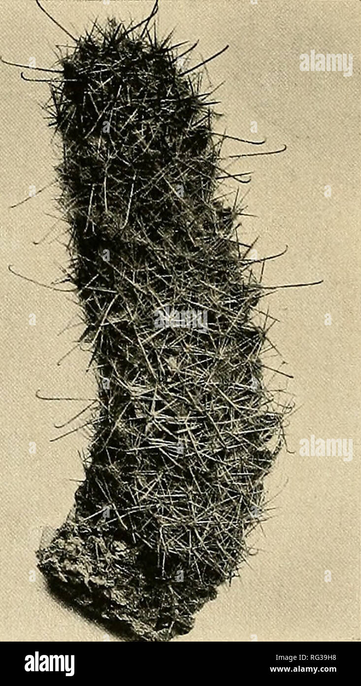 . The Cactaceae : descriptions and illustrations of plants of the cactus family. . Fig. 178.—Neomammillaria bombycina. Fig. 179.—Neomammillaria occidentalis. Type locality: Not cited. Distribution: Doubtless Mexico, but no definite locality known. We have not seen this species and know it only from descriptions and illustrations. It is related to Neomammillaria sajffordii but radial spines are yellow, flowers white with a streak of rose, and probably larger throughout. Illustrations: Grassner, Haupt-Verz. Kakteen 1912: 18; 1914: 24, as Mammillaria carretii. Figure 176 is reproduced from a phot Stock Photo