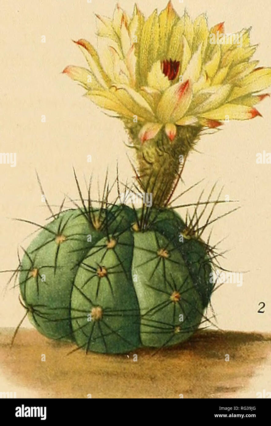 . The Cactaceae : descriptions and illustrations of plants of the cactus family. . Please note that these images are extracted from scanned page images that may have been digitally enhanced for readability - coloration and appearance of these illustrations may not perfectly resemble the original work.. Britton, Nathaniel Lord, 1859-1934; Rose, J. N. (Joseph Nelson), 1862-1928. Washington : Carnegie Institution of Washington Stock Photo
