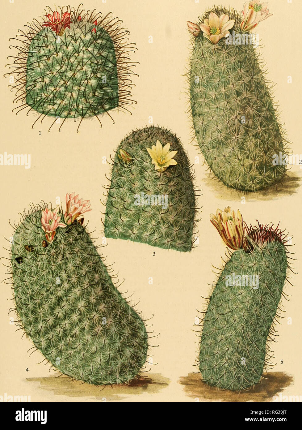 . The Cactaceae : descriptions and illustrations of plants of the cactus family. 3RITT0N AND ROSE, VOL. IV. M. E. Eaton del. â ahdcose,, i.inm.â¢ 1. Flowering plant of Neomammillaria bombycina. 4. Flowering plant of Neomammillaria armillata. 2. Flowering plant of Neomaimnillaria armillata. 5. Flowering plant oi Neomatnmillariagoodridgei. 3. Top of flowering plant of A'eoinammillaria armillata.. Please note that these images are extracted from scanned page images that may have been digitally enhanced for readability - coloration and appearance of these illustrations may not perfectly resemble t Stock Photo