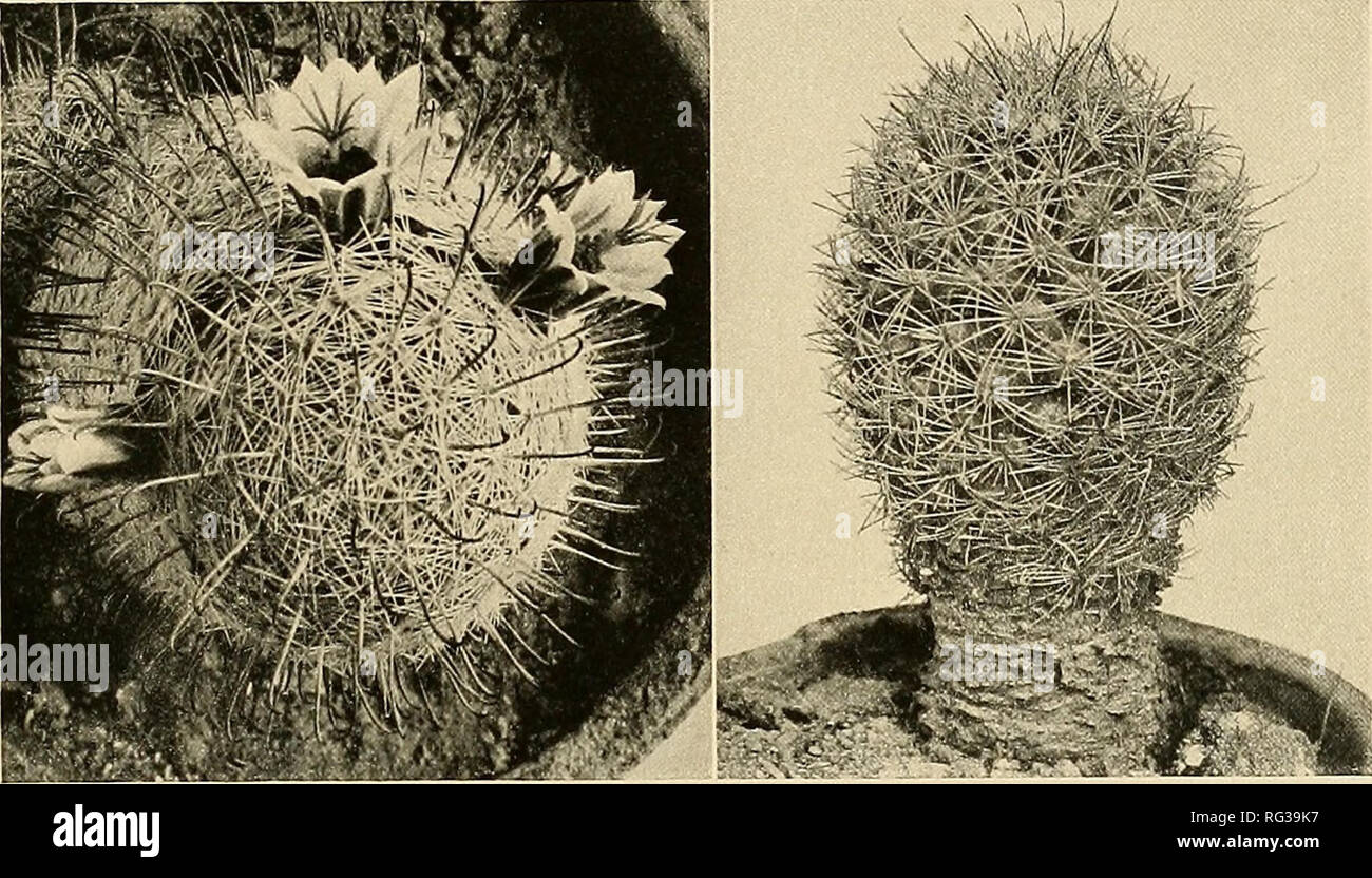 . The Cactaceae : descriptions and illustrations of plants of the cactus family. NEOMAMMILLARIA. 157 This plant is described chiefly from the specimens collected by Rose, Standley, and Russell, near Hermosillo, Sonera, Mexico (No. 12366, type), but it has also been collected in Sonora by C. R. Orcutt and by Charles Sheldon, for whom it is named. The plant differs from the Neomammillaria microcarpa in its stouter redder spines, in its heavier and shorter central spine with the hook more uniformly turned upward, and in its flowers, which appear to be smaller. Figure 175 shows a plant collected b Stock Photo