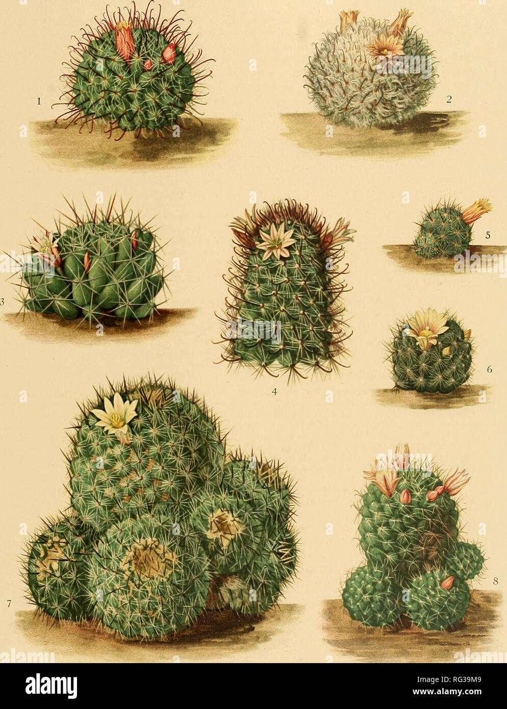 . The Cactaceae : descriptions and illustrations of plants of the cactus family. BRITTON AND ROSE, VOL. IV. E. Eaton del. 1. ^Xom&amp;ring x&gt;^a.ri oi Neomammillaria ktimeana. 5. 2. 'Flowering â plant oi JVeomam?ni//aria docasana. 6. 3. Flowering plant of Neomavimillaria decipiens. 7. 4. &quot;Xop o{^owexva.g'^l2intoi Neomammillaria armillaia. 8. Flowering plant of Neomammillaria multiceps. Flowering plant of Neomammillaria multiceps. Flowering plant of Neomammillaria palmeri. Flowering plant of Neotnamtnillaria wildii.. Please note that these images are extracted from scanned page images t Stock Photo