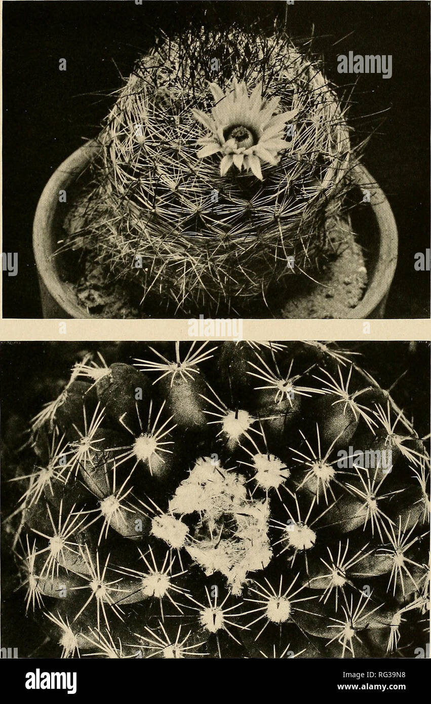 . The Cactaceae : descriptions and illustrations of plants of the cactus family. BRITTON AND ROSE, VOL. IV PLATE XIM. 1. Neomammillaria wilcoxii, from Calabasas, Arizona. 2. Neomammillaria gaumeri, from Yucatan, Mexico.. Please note that these images are extracted from scanned page images that may have been digitally enhanced for readability - coloration and appearance of these illustrations may not perfectly resemble the original work.. Britton, Nathaniel Lord, 1859-1934; Rose, J. N. (Joseph Nelson), 1862-1928. Washington : Carnegie Institution of Washington Stock Photo