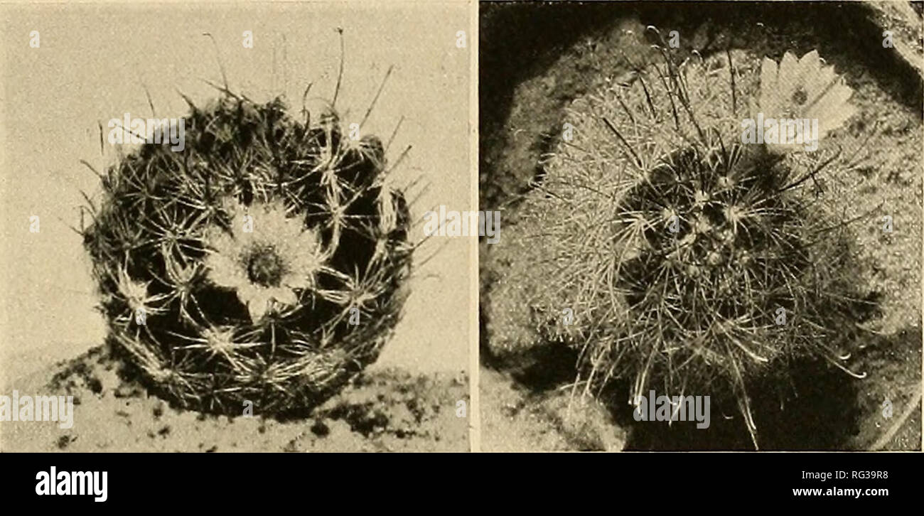 . The Cactaceae : descriptions and illustrations of plants of the cactus family. NEOMAMMILLARIA. 151 from this species. Mammillaria crinita pauciseta De Candolle (Mem. Mus. Hist. Nat. Paris 17: 112. 1828) may be of this relationship but we do not know it. Other varietal names have been given, such as M. glochidiata alba (Forster, Handb. Cact. 188. 1846). Illustrations: Bliihende Kakteen 2: pi. 82; Nov. Act. Nat. Cur. 16: pi. 23, f. i; Abh. Bayer. Akad. Wiss. Mixnchen 2: pi. i, I. f. 4; Monatsschr. Kakteenk. 29: 141, as Mammil- laria glochidiata. The following illustrations we have not placed:  Stock Photo