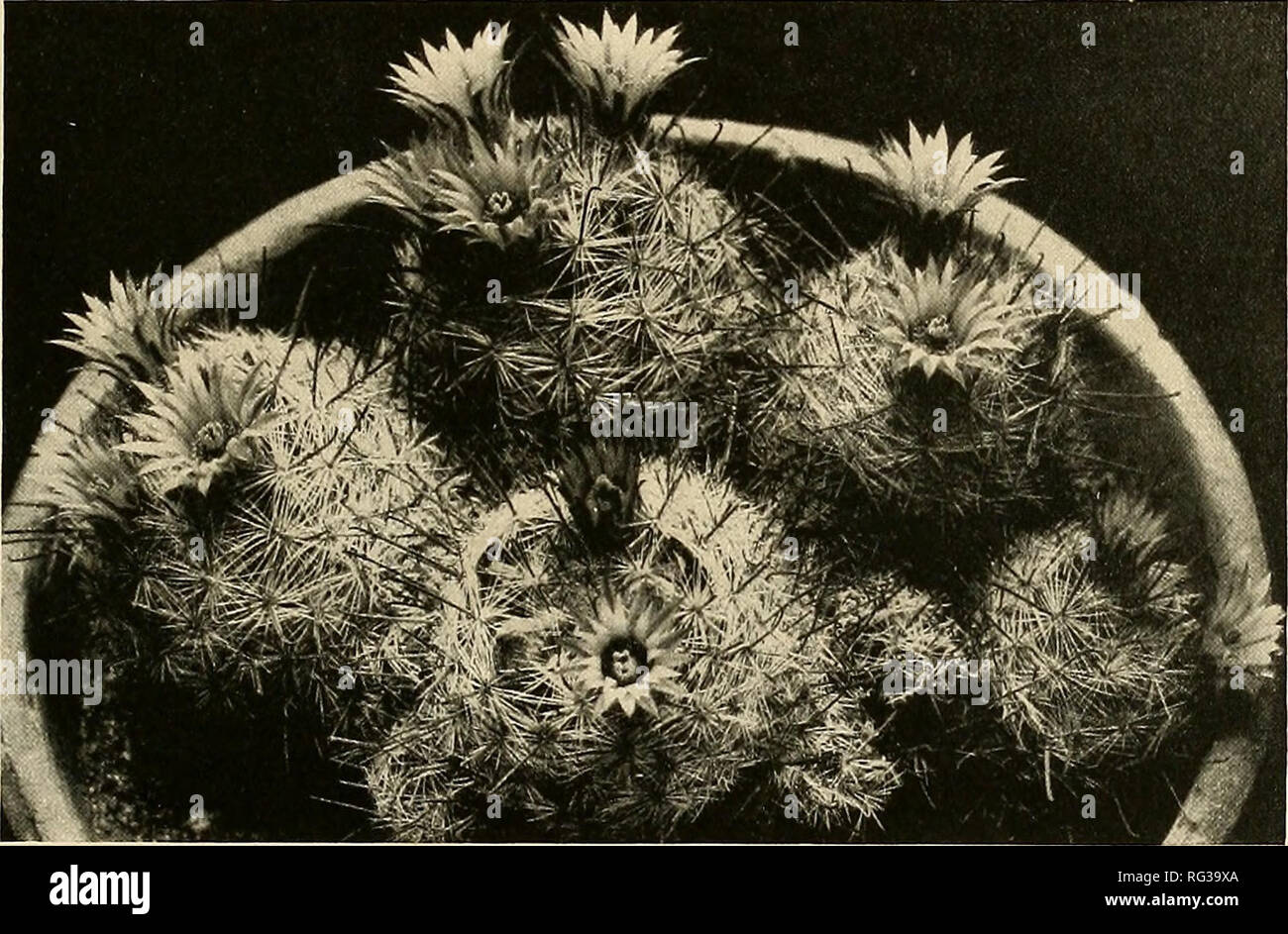 . The Cactaceae : descriptions and illustrations of plants of the cactus family. NEOMAMMILLARIA. 145 Figure 159 is from a photograph of the specimen collected by Dr. Rose in 1908 at the type locality. 113. Neomammillaria mercadensis (Patoni). Mammillaria mercadensis Patoni, Alianza Cientifica Universal i: 54. 1910. Mammillaria ocamponis Ochoterena, Bol. Direccion Estudios Biol, 2: 355. 1918. Solitary or cespitose, small, globose; radial spines numerous, sometimes 25, widely spreading, white; central spines 4 or 5, elongated, much longer than the flowers, one of them strongly hooked at apex; fl Stock Photo