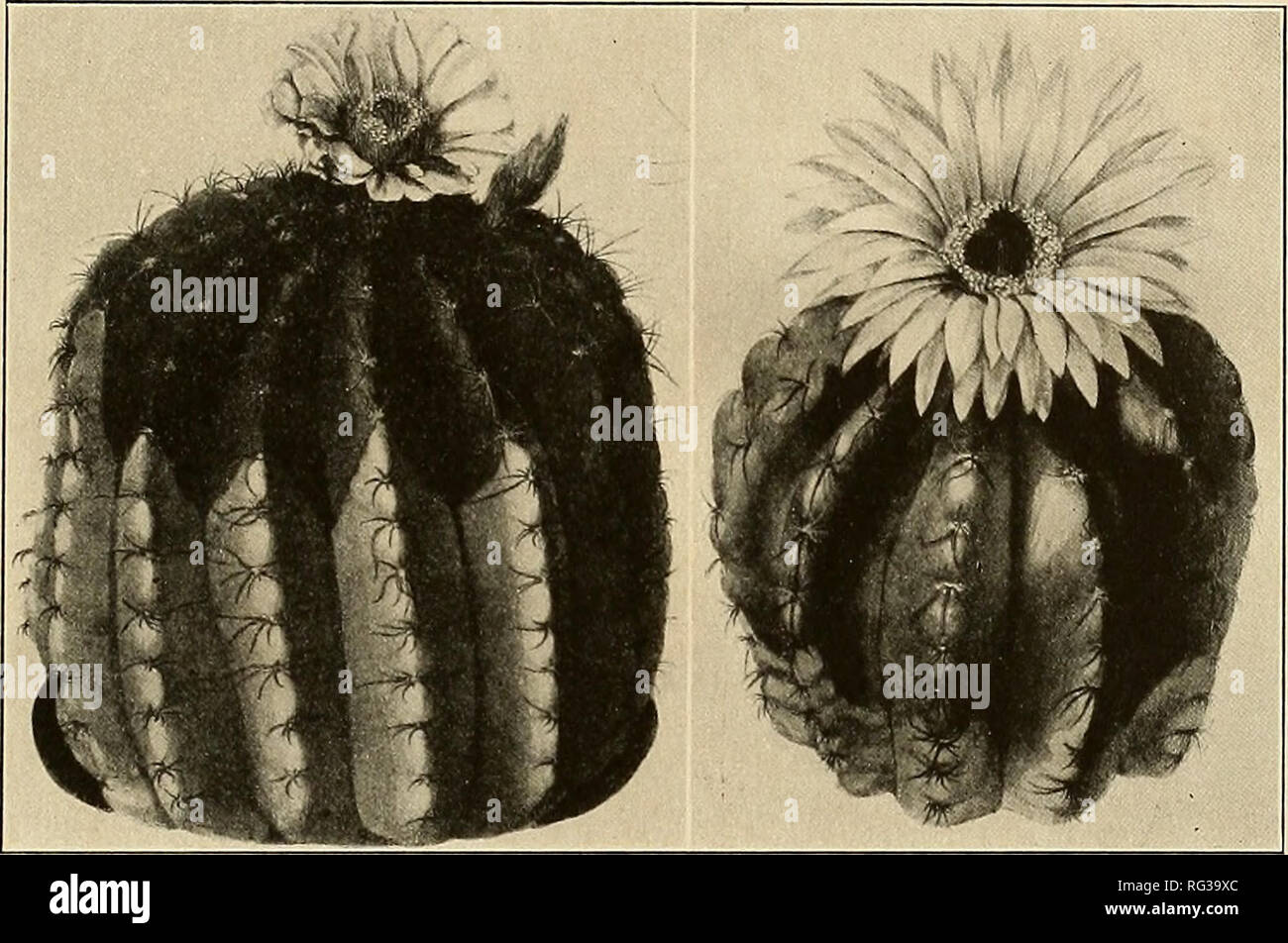 . The Cactaceae : descriptions and illustrations of plants of the cactus family. MALACOCARPUS. 195 We know this species from description and illustration only. Illustration: Martius, Fl. Bras. 42: pi. 50, f. 2, as Echinocactus muricatus. Figure 207 is copied from the illustration above cited. 13. Malacocarpus linkii (Lehmann). Cactus linkii Lehmann, Ind. Sem. Hamburg 16. 1827. Echinocactus linkii Pfeiffer, Enum. Cact. 48. 1837. Oval to short-cylindric, 7 to 15 cm. high; ribs 13, obtuse; areoles somewhat sunken into the ribs, 8 mm. apart; spines weak, spreading; radial spines 10 to 12, white wi Stock Photo