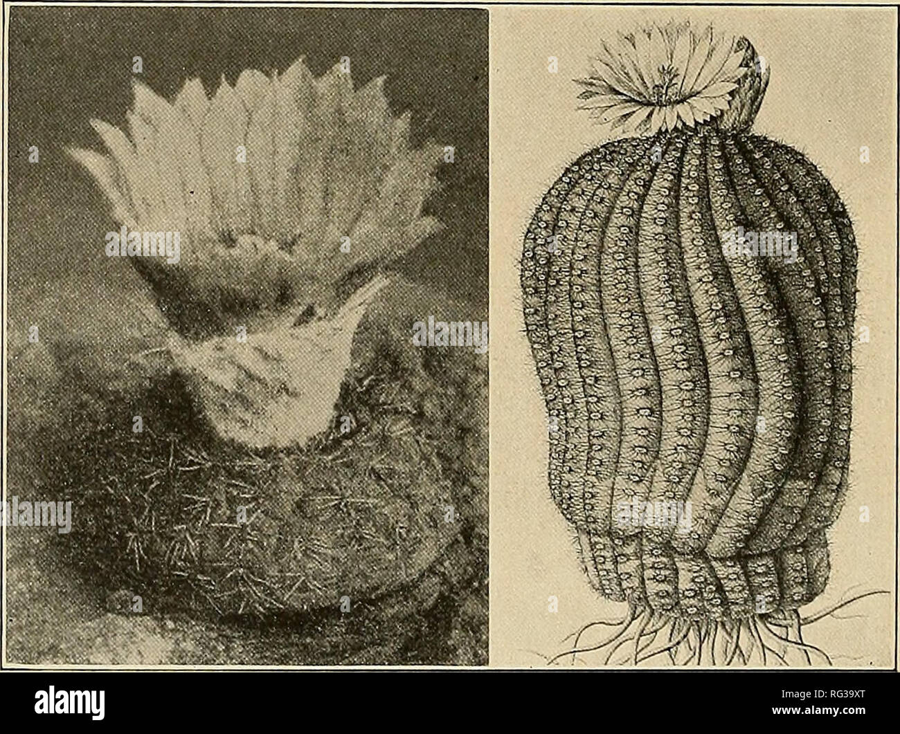 . The Cactaceae : descriptions and illustrations of plants of the cactus family. 194 THE CACTACEAE. scopa; Rev. Hort. 47: 375. f. 61; Riimpler, Sukkulenten 181. f. 100; Forster, Handb. Cact. ed. 2. 137. f. 7; Diet. Gard. Nicholson 4: 540. f. 24; Suppl. 336. f. 360 (these last five illus- trations are the same, and are sometimes called Echinopsis scopa Candida cristata, Echino- cactus scopa candidus, E. scopa candidus cristatus, and E. scopa cristatus); Loudon, Encycl. PI. ed. 3. 1378. f. 19383; Curtis's Bot. Mag. 90: pi. 5445; Edwards's Bot. Reg. 25: pi. 24; Forster, Handb. Cact. ed. 2. 136. f Stock Photo