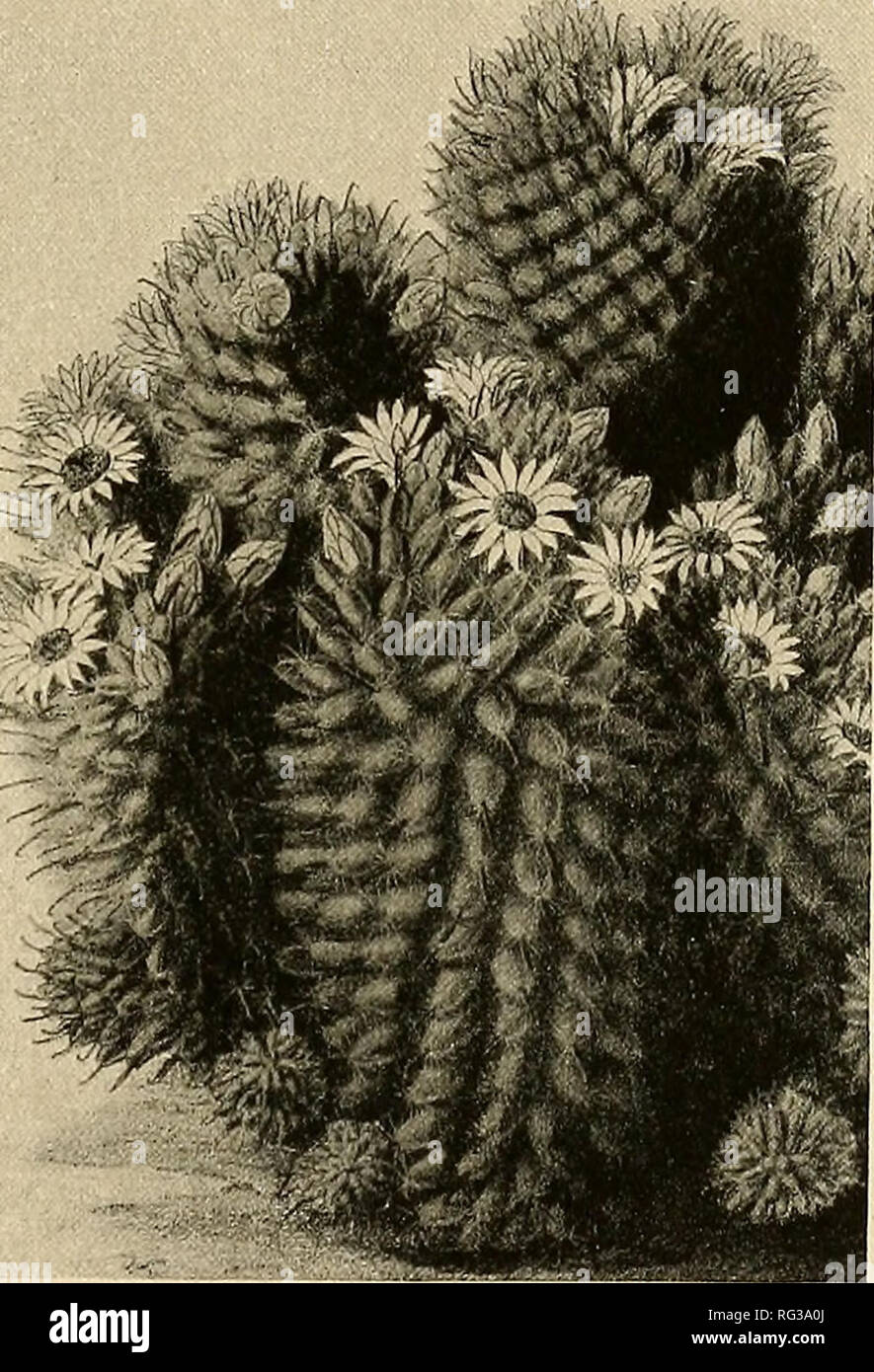 . The Cactaceae : descriptions and illustrations of plants of the cactus family. . Fig. 154.—Neomammillaria hamata. Fig. 155.—Neomammillaria wildii. The following are usually referred as sjoionyms of Mammillaria coronaria, but probably belong here: Mammillaria hamata brevispina and M. hamata principis Salm-Dyck (Labouret, Monogr. Cact. 34. 1853) and M. hamata longispina Salm-Dyck (Cact. Hort. Dyck. 1844. 8. 1845). Mammillaria principis Monville (Labouret, Monogr. Cact. 34. 1853) was given as a synonym of the last variety here cited. Illustration: Ortega, Nov. Rar. PI. pi. 16, as Cactus cylindr Stock Photo