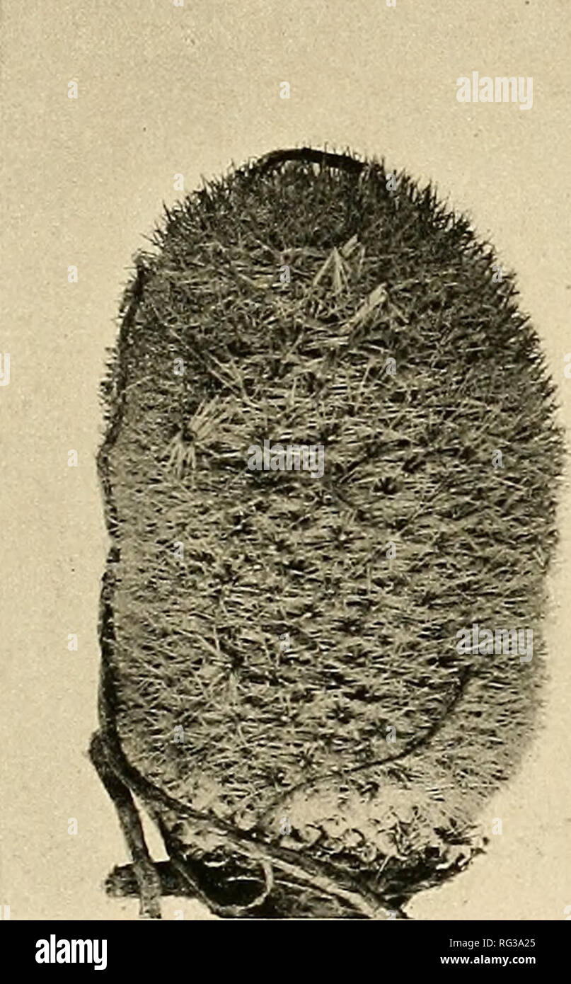 . The Cactaceae : descriptions and illustrations of plants of the cactus family. NEOMAMMILLARIA. 139 or blackish at tip; spine-areoles when young densely white-woolly; fruit clavate, red, 10 to 18 mm. long; seeds black with basal hilum. Collected on Santa Cruz Island, Gulf of California, by J. N. Rose, April 16, 1911 (No. 16842, type), and by Ivan M. Johnston in 1921 (No. 3912); also on the adjacent island of San Diego by Mr. Johnston (No. 3923). This is a very beautiful plant which grows in small clusters and is covered with nearly pure white spines. A number of plants were brought back to th Stock Photo