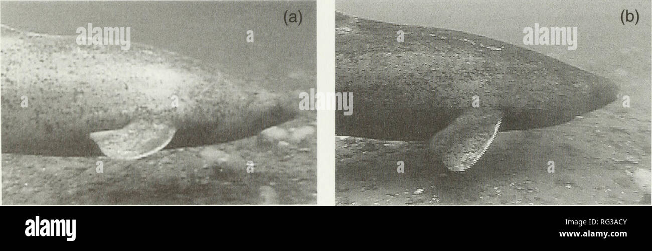 . The Canadian field-naturalist. Natural history; Sciences naturelles. Figure 2. The rostrum of a female Greenland Shark illus- trating typical loss of pigmentation seen anterior and adjacent to prominent nares. The cornea lacking attached parasitic copepods, and the dorsal opercu- lum are clearly visible. Both sexes exhibited a whitish cruciate pattern which appears to be a loss of pigmentation on the anterior rostrum, and which may be the result of bottom for- aging activities using the rostrum (Figure 2). A male shark was noted to have a single left clasper, although this species generally  Stock Photo