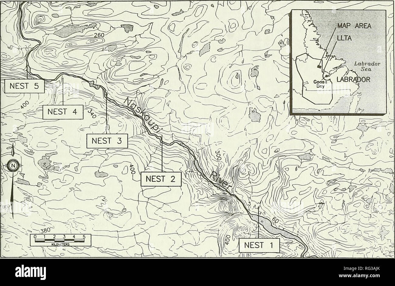 . The Canadian field-naturalist. 1998 Chubbs and Trimper: Diet of Ospreys in Labrador 503. Figure 1. Locations of Osprey study nests along the Naskaupi River in Labrador. Elevations are shown in meters. occurred between 08:30 and 17:00 hrs over two days during each of five periods of nest activity (early and late incubation, hatch, early nestling and pre-fledg- ing). We collated 240 and 201 hrs of observations in 1995 and 1996 respectively, from which we deter- mined dietary use. Prey identification was made to the highest taxon possible, and size was estimated by comparing prey length to that Stock Photo