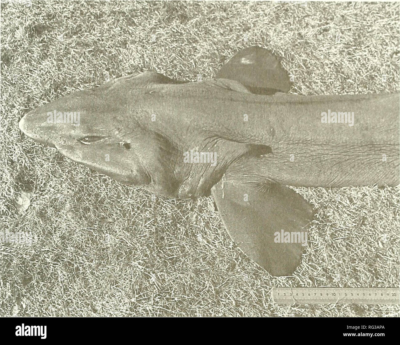 . The Canadian field-naturalist. 1999 Notes 515. Figure 2. Close-up of head of False Catshark, Pseudotriakis micwdoiu NSM12550, south- east of Sable Island, Nova Scotia. The body is a slate-grey colour with no evident markings. Literature reports state that the body is dark brown in some specimens. Fins are generally darker than the body although in this specimen the first dorsal fin is lighter. Maximum size in the litera- ture is 2.95 m total length for females and 2.7 m for males. The description agrees well with those in Bigelow and Schroeder (1948), Compagno (1984, 1988), and Yano and Musi Stock Photo