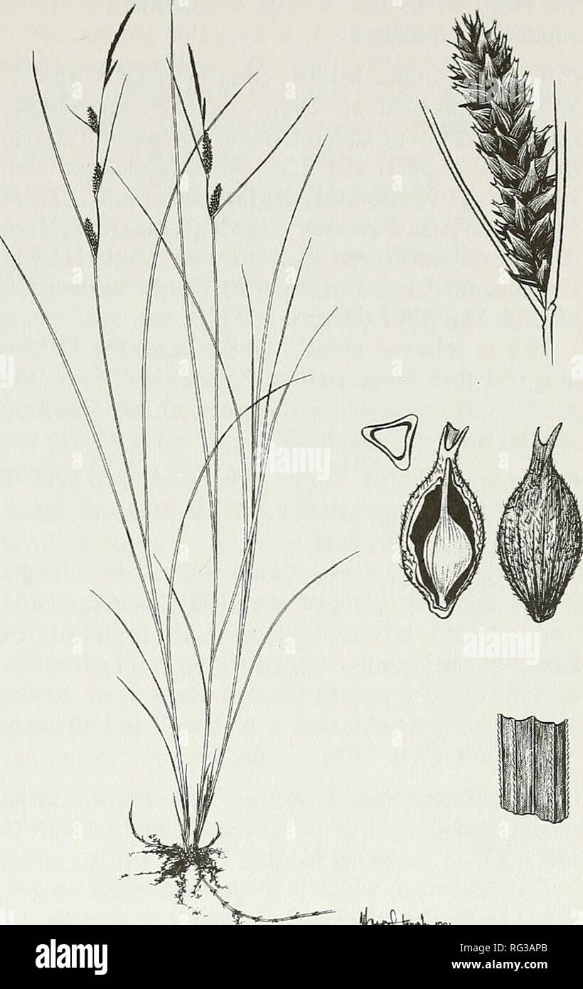 . The Canadian field-naturalist. Figure L Carex pauciflora (Drawn by Valerie Fulford). (1996). This species was, however, reported by Kojima and Brooke (1985) from the Tombstone Range, but unfortunately missed by Cody. In the southeast, the Beavercrow Ridge specimen is an extension of the known range eastward of about 220 kilometers from sites reported by Cody et al. (1998). Carex rostrata Stokes — Yukon: Liard Plateau, 60°06'N 128°30'W, G. Brunner 179-3-1, 23 July 1994 (DAO); Upper Coal River, 61°12'N 127°17'W, C. Zoladeski 341-3-2 and 340-2-8, 22 July 1994 (DAO). Cody et al. (1994) reported  Stock Photo