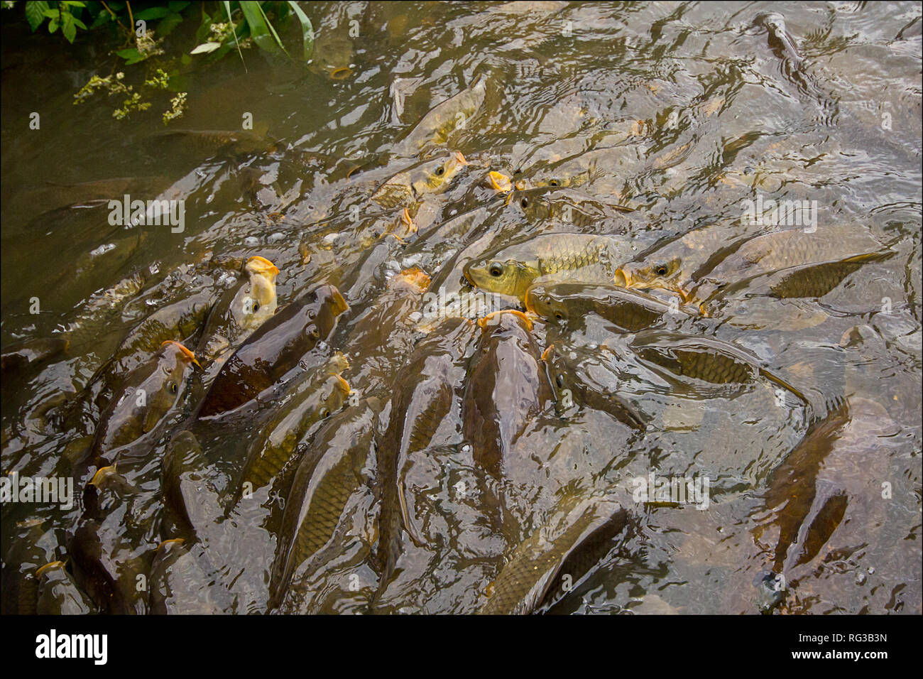 Carp (Cyprinus carpio) in a frenzy are swimming about after any food visitors throw in by a bridge. They are so tightly packed they fill the lake. Stock Photo