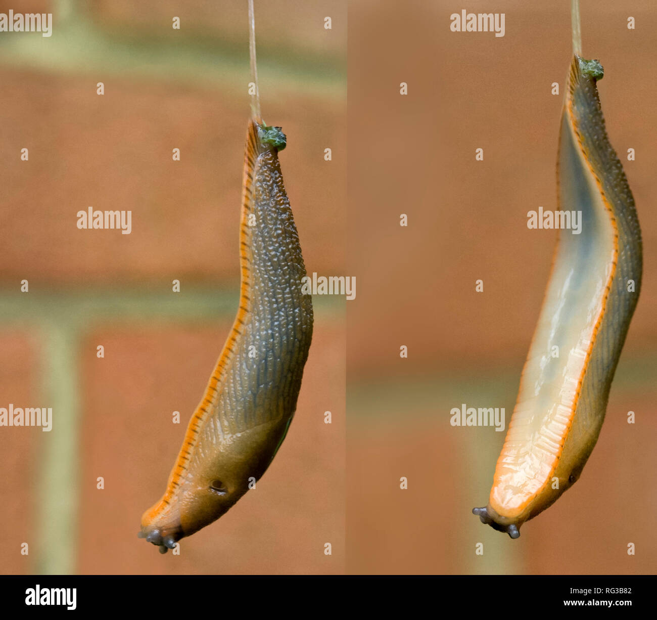 Large red slug (Arion ater) hanging from a slime cord produced by the terrestrial mollusc. Lowering itself from a hanging basket and twisting around. Stock Photo