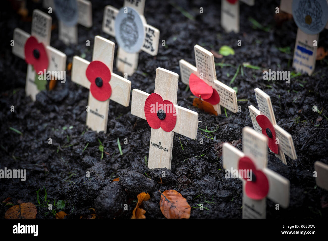 Remembrance Day wooden cross and red poppy  a symbol of Armistice Day Stock Photo