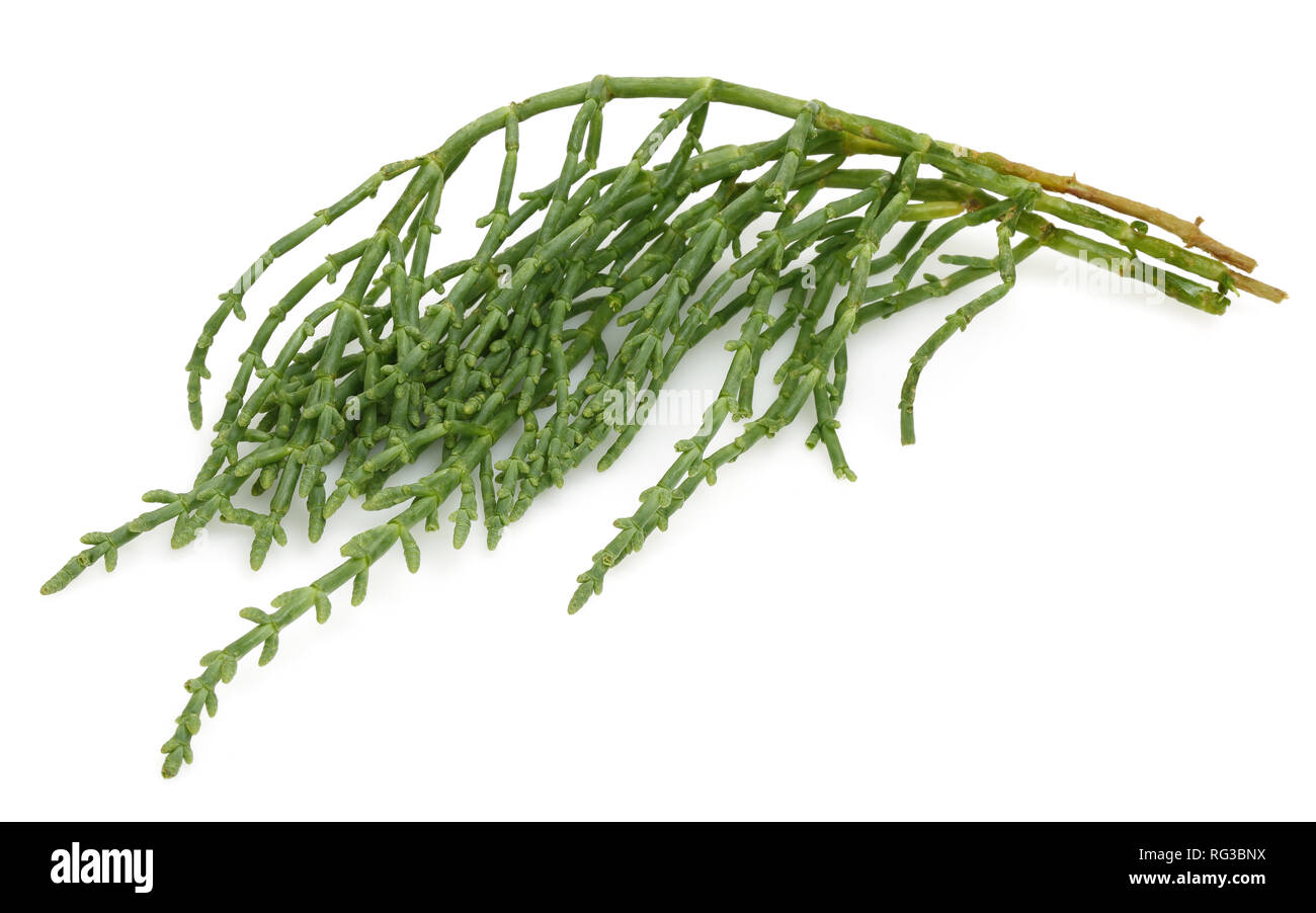Green samphire or salicornia plants isolated on white background Stock Photo