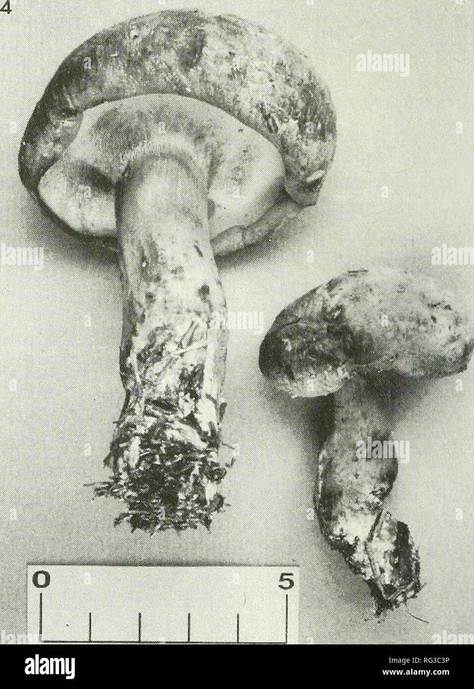 . The Canadian field-naturalist. Figure 3. Boletus huronensis (Lamoureux 1178). B. huronensis est caracterise par sa grande taille, son port robuste, son pileus brun-jaune un peu tomenteux, ses tubes jaunes bleuissant au froissement, sa chair peu changeante a la coupe et son stipe jaune. Grund et Harrison (1976) mentionnent que B. huro- nensis est une espece commune en Nouvelle-Ecosse dans les forets de coniferes et qu'il a ete identifie a tort sous le nom de B. impolitus Fries, une espece europeenne, pendant nombre d'annees. Meme si les caracteres macroscopiques de B. huronensis concor- dent  Stock Photo
