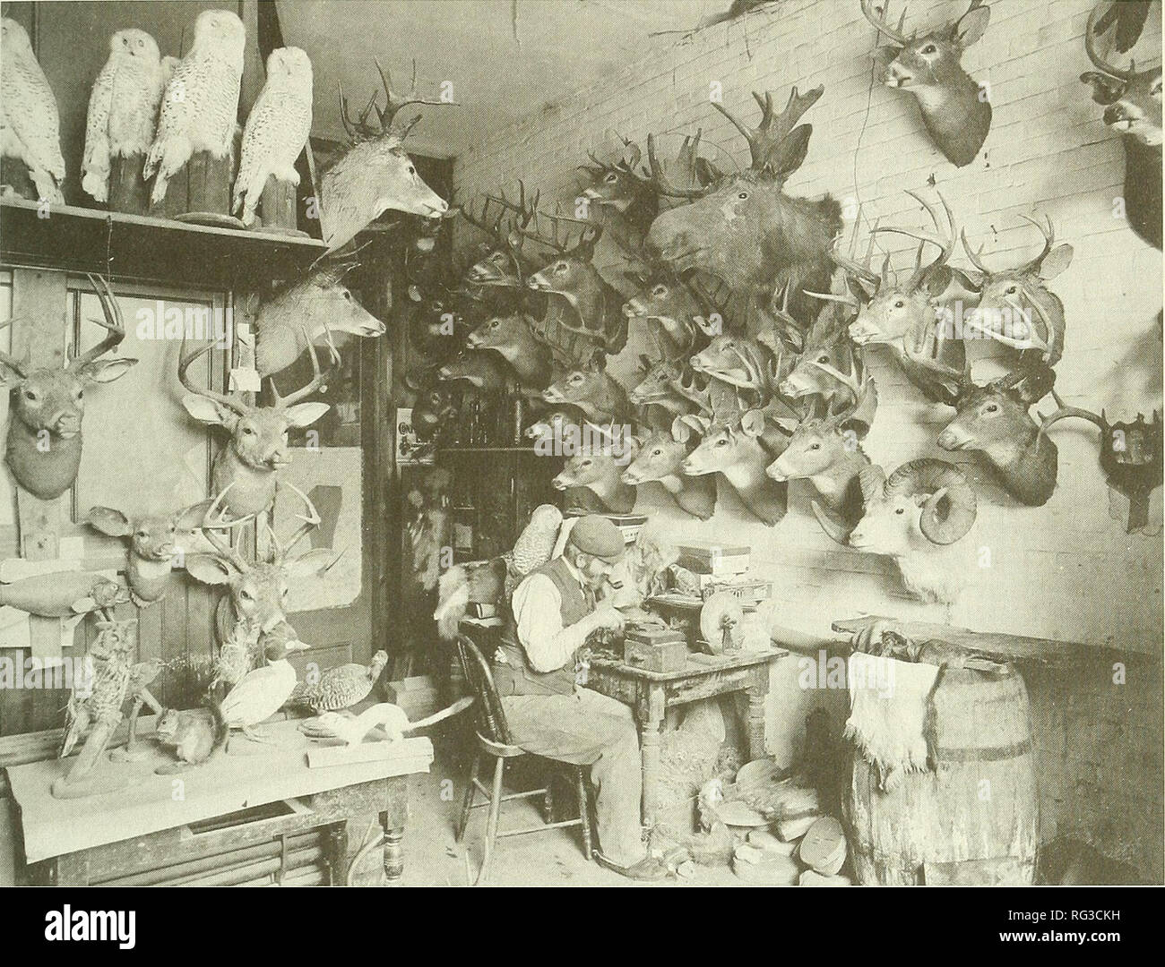 The Canadian field-naturalist. 1996 Cranmer-Byng: A Life with Birds 13. The  taxidermy shop of OUver Spanner and Company at 358 Yonge Street, Toronto,  which Tavemer frequented to obtain the latest bird