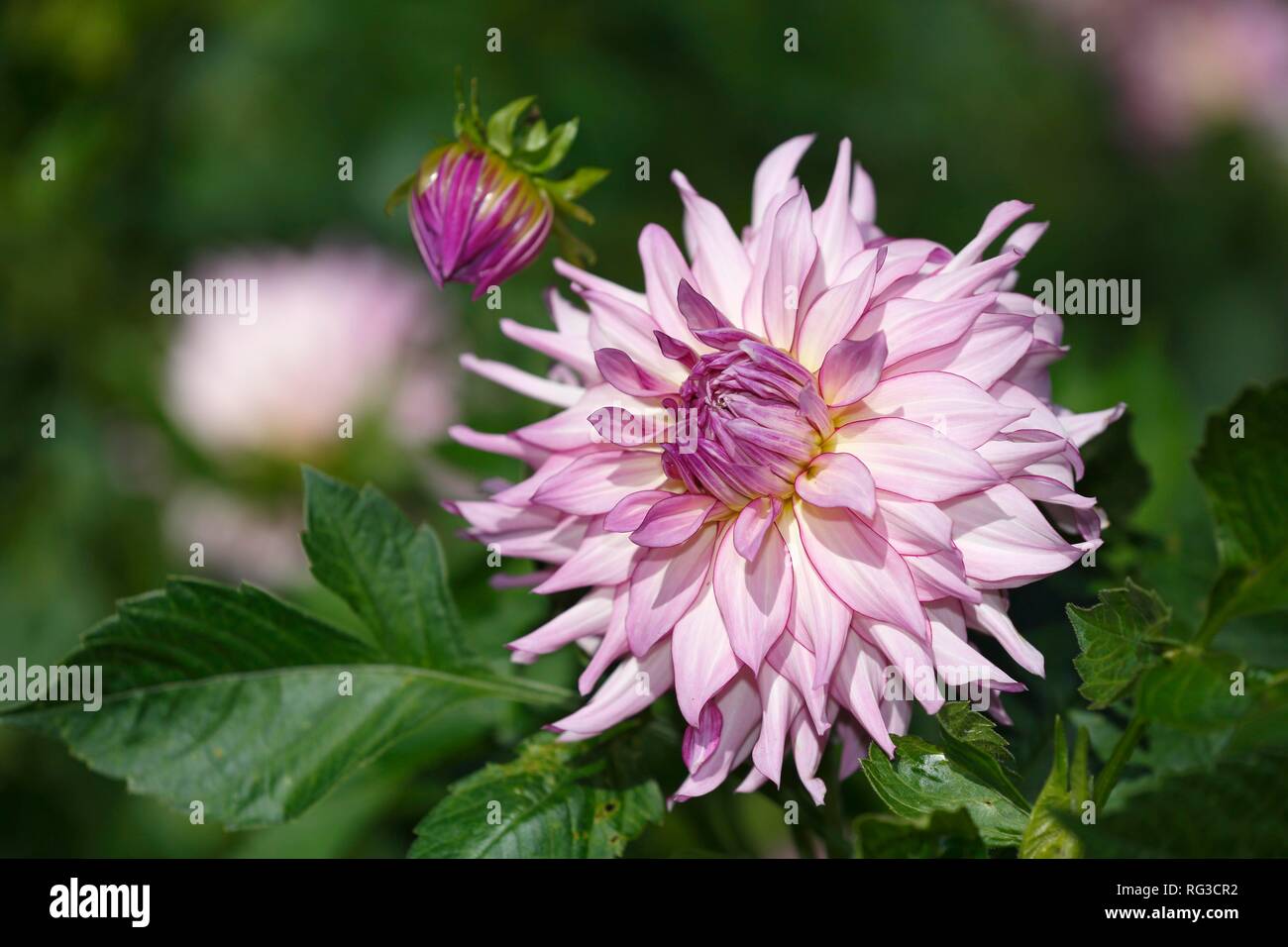 Dahlia (Dahlia cultivar), variety Veca Lucia, Germany Stock Photo