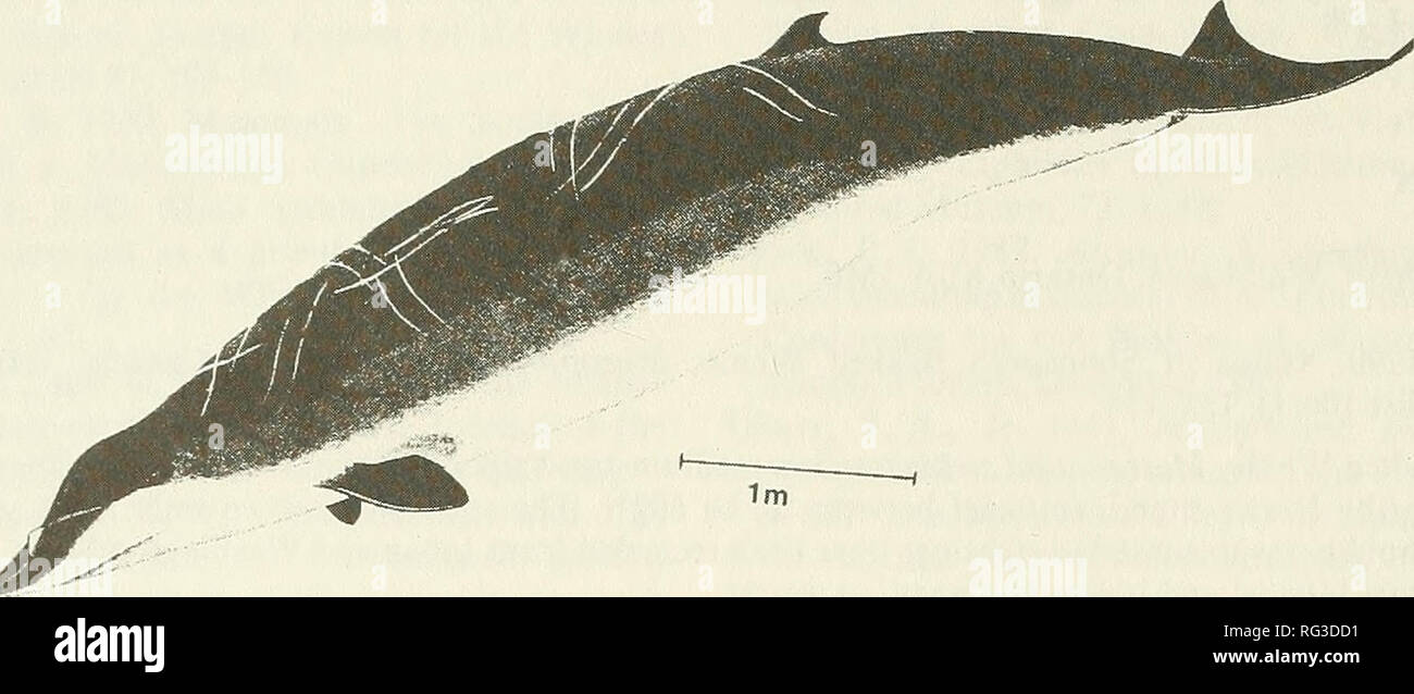 . The Canadian field-naturalist. 132 The Canadian Field-Naturalist Vol. 104. Figure 1. Stejneger's Beaked Whale, Mesoplodon stejnegeri (redrawn and adapted from Watson 1981). Protection International: All Mesoplodon species are included on Appendix II of the Convention on International Trade in Endangered Species (CITES). Such species are not considered to be rare or endangered but could become so if trade were not regulated. Listing on Appendix II requires management by range states and export permits from country of origin for export of parts, specimens, or their derivatives. Mitchell (1975) Stock Photo