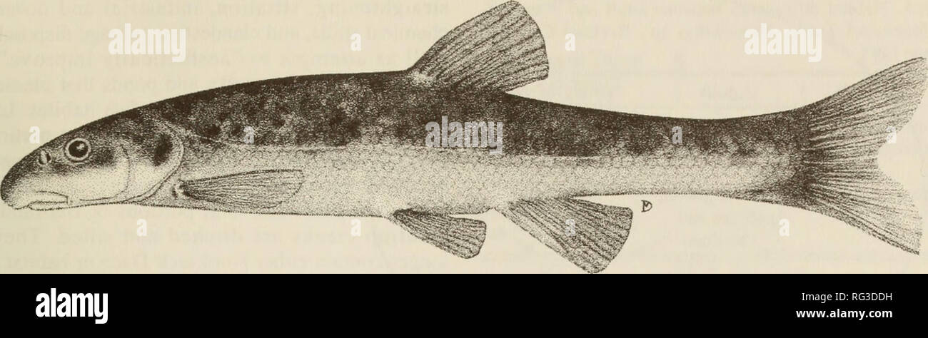 . The Canadian field-naturalist. Natural history. 1997 McPhail: Status of the Nooksack Dace 259. cm Figure 1. Nooksack Dace, Rhinichthys sp., 81 mm standard length. Nooksack Dace is restricted to Nooksack tributaries in the lower Fraser Valley of British Columbia; Bertrand, Cave, Fishtrap and Pepin creeks (see inset Figure 2). Protection No special protection is in place for the Nooksack Dace; however, its Canadian distribution lies entirely within the range of the Salish Sucker {Catostomus sp.), a species assigned &quot;Endangered&quot; status in April of 1986 by COSEWIC and in British Columb Stock Photo