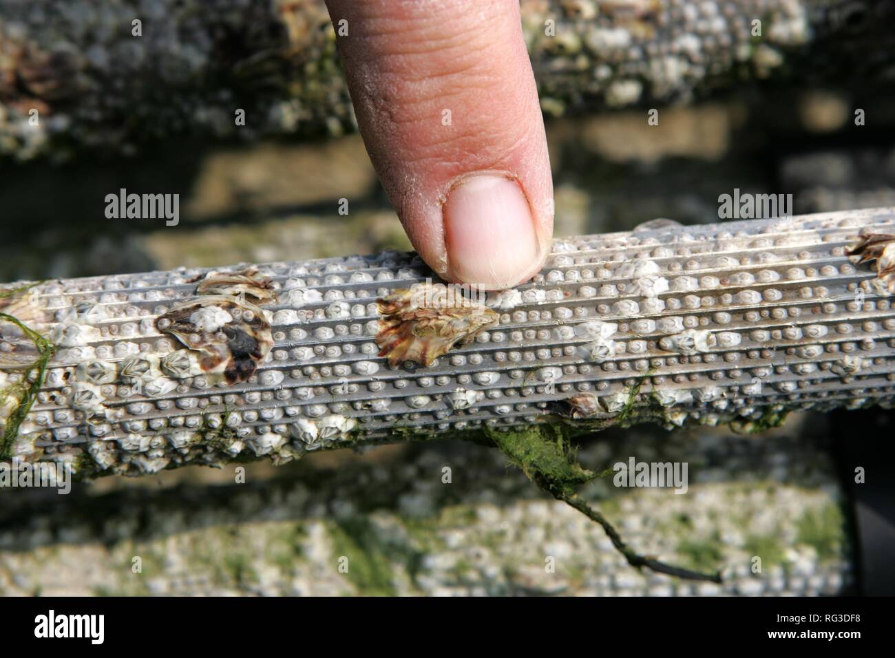 FRA, France, Normandy, Blainville Oyster fields.oyster farm. The
