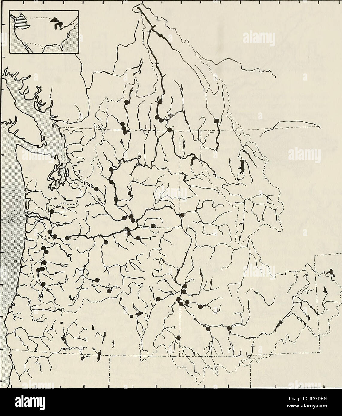 . The Canadian field-naturalist. 1991 Peden: Status of the Leopard Dace i 1 r i r. Figure 2. Map showing the distribution of Rhinichthys falcatus in the Columbia River drainage. Note: two records in the Upper Deschutes System of Oregon need verification. The darkened square shown in the upper Kootenay River represents a record shown on a distribution map by Scott and Crossman (1973), but has yet to be confirmed. River. Peden and Clermont (1989) provided evidence that these populations are probably natural ones trapped at the time of impoundment rather than originating from other sources. A few Stock Photo