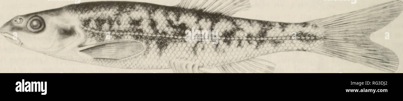 . The Canadian field-naturalist. 180 The Canadian Field-Naturalist Vol. 105. FlGl ki 1. Rhinichthys falcatus (58 mm SL, UBC 56-573) from Nazko River, Fraser River Drainage. Drawn by Karen Uldall-Ekman. around the caudal peduncle (average 32 to 36 in R. umatilla). Many R. falcatus have white tubercles on the head or near the tip of each scale giving an appearance of there being regular rows of tubercles along the back. Such tubercles were not observed on other species of dace that we studied. Distribution Rhinichthys falcatus inhabits the Columbia and Fraser systems. Distributional records are  Stock Photo