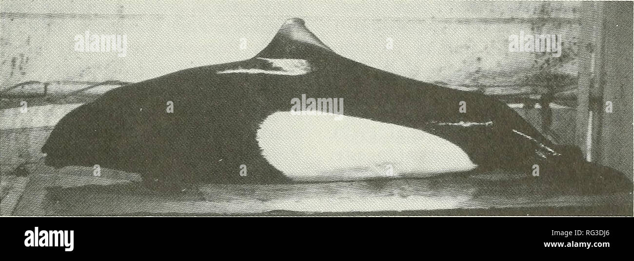 . The Canadian field-naturalist. 1990 JEFFERSON: STATUS OF DaLL'S FURi'UiSh 113. Figure 1. Adult Female Dall's Porpoise, Phocoenoides dalli (photograph by the author). Protection Dall's Porpoise is protected in Canadian waters under the 1982 Cetacean Protection Regulations of the Fisheries Act of Canada of 1970. In United States waters, primary protection is provided by the Marine Mammal Protection Act of 1972. International protection measures include listing in Appendix II of the Convention on International Trade in Endangered Species of Wild Fauna and Flora (CITES), which regulates internat Stock Photo