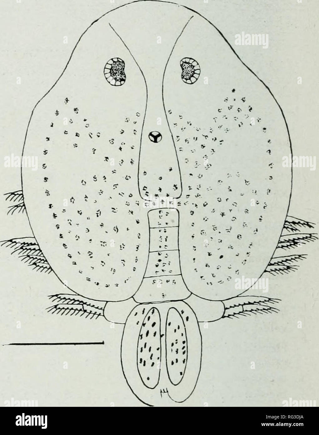 . The Canadian field-naturalist. Natural history. Fig. 4. Argulus idperatus; maxilliju'd of male; Miuch cnlargi-d. The maxillipeds are rather short but stout; the triangular plate on their base is wide posteriorly and much narrowed anteriorly, but extends to the anterior margin of the appendage; the teeth are long and wide and bluntly rounded. Inside of the base of the appendage, on the ventral surface of the head, is an accessory tooth of the same pattern as those on the plate itself. The rami of the swimming legs reach consider- ably beyond the margin of the carapace. The lobes en the basal  Stock Photo