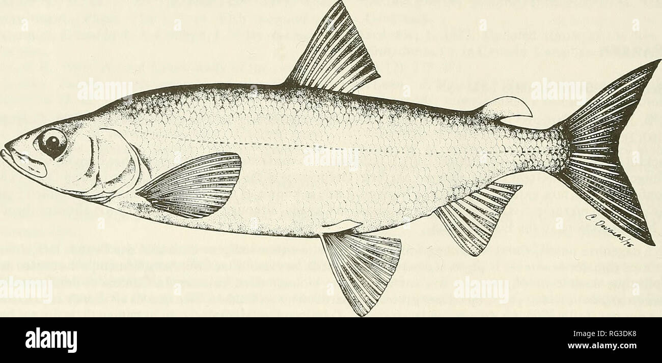 The Canadian field-naturalist. 160 The Canadian Field-Naturalist Vol. 103.  Figure 1. Blackfin Cisco, Coregonus nigripinnis. (Drawing by C. E. Douglas,  courtesy D. E. McAllister, National Museum of Natural Sciences.) protected  (B.