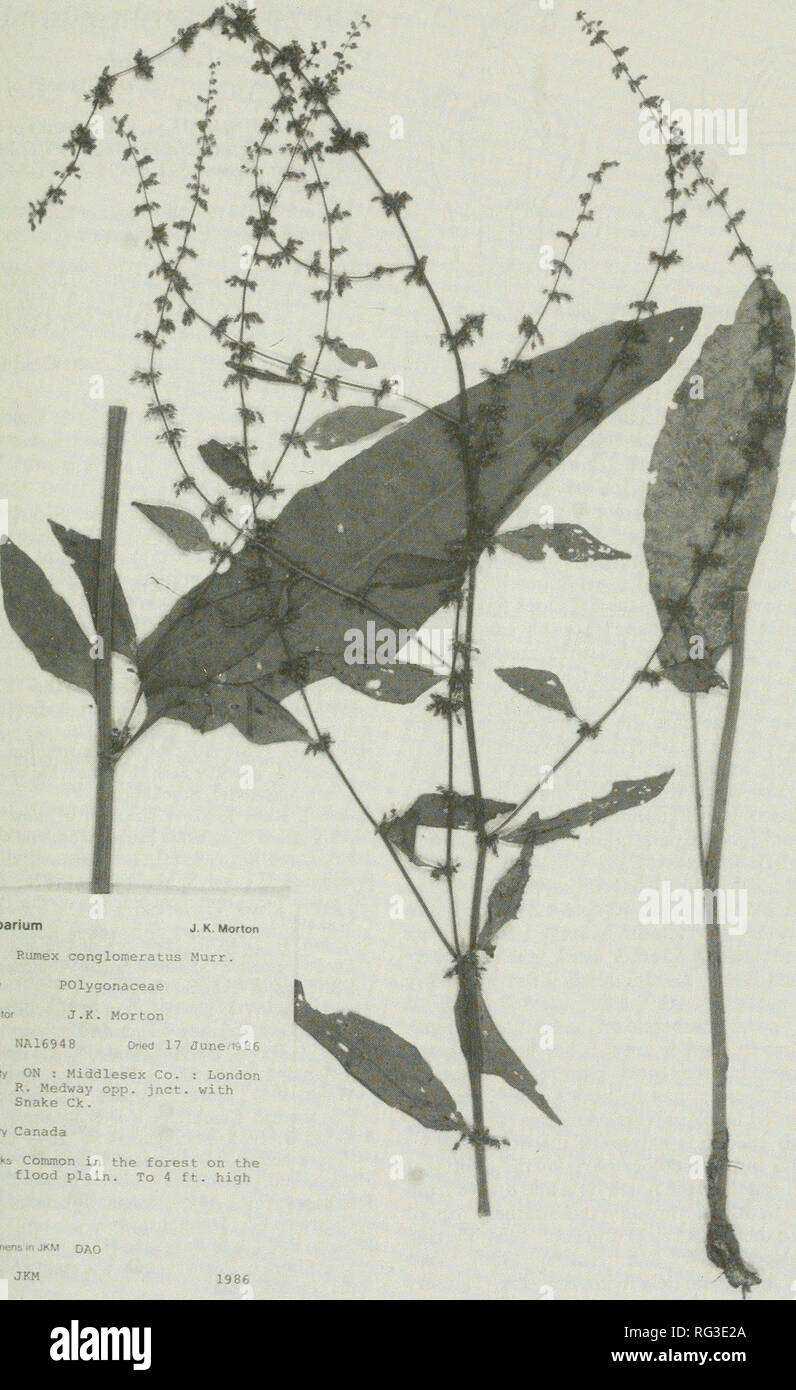 . The Canadian field-naturalist. 1989 Notes 87. Figure 1. Photograph of herbarium specimen of Rumex conglomeratus, showing characteristic leaf shape and very lax inflorescence.. Please note that these images are extracted from scanned page images that may have been digitally enhanced for readability - coloration and appearance of these illustrations may not perfectly resemble the original work.. Ottawa Field-Naturalists' Club. Ottawa, Ottawa Field-Naturalists' Club Stock Photo