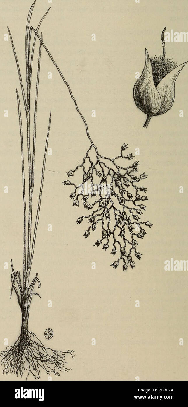 . The Canadian field-naturalist. Natural history. 306 The Canadian Field-Naturalist Vol. 115 This species was known to Cody (1996) in the Yukon Territory from only two sites on the arctic mainland coast. Stipa hymenoides Roem. &amp; Schult. {Oryzopsis hymenoides (Roem. &amp; Schult.) Ricker, Achnatherum hymenoides (Roem. &amp; Schult.) Barkworth), Indian Ricegrass (Figure 1) - YUKON: widespread on sandy eroding slope beside hydro dam growing with Stipa comata, Elymus calderi and Penstemon gor- manii, Schwatka Lake Dam, Whitehorse, 60°41.75'N 135°02.34'W, B. Bennett 99-499, 26 Aug. 1999 (DAO, B Stock Photo