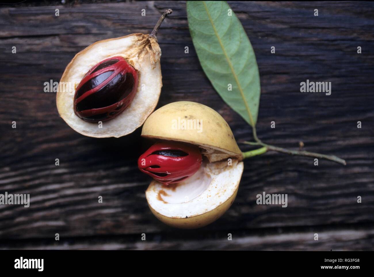GRD, Grenada nutmeg apples. Grenada is the scond largest producer of