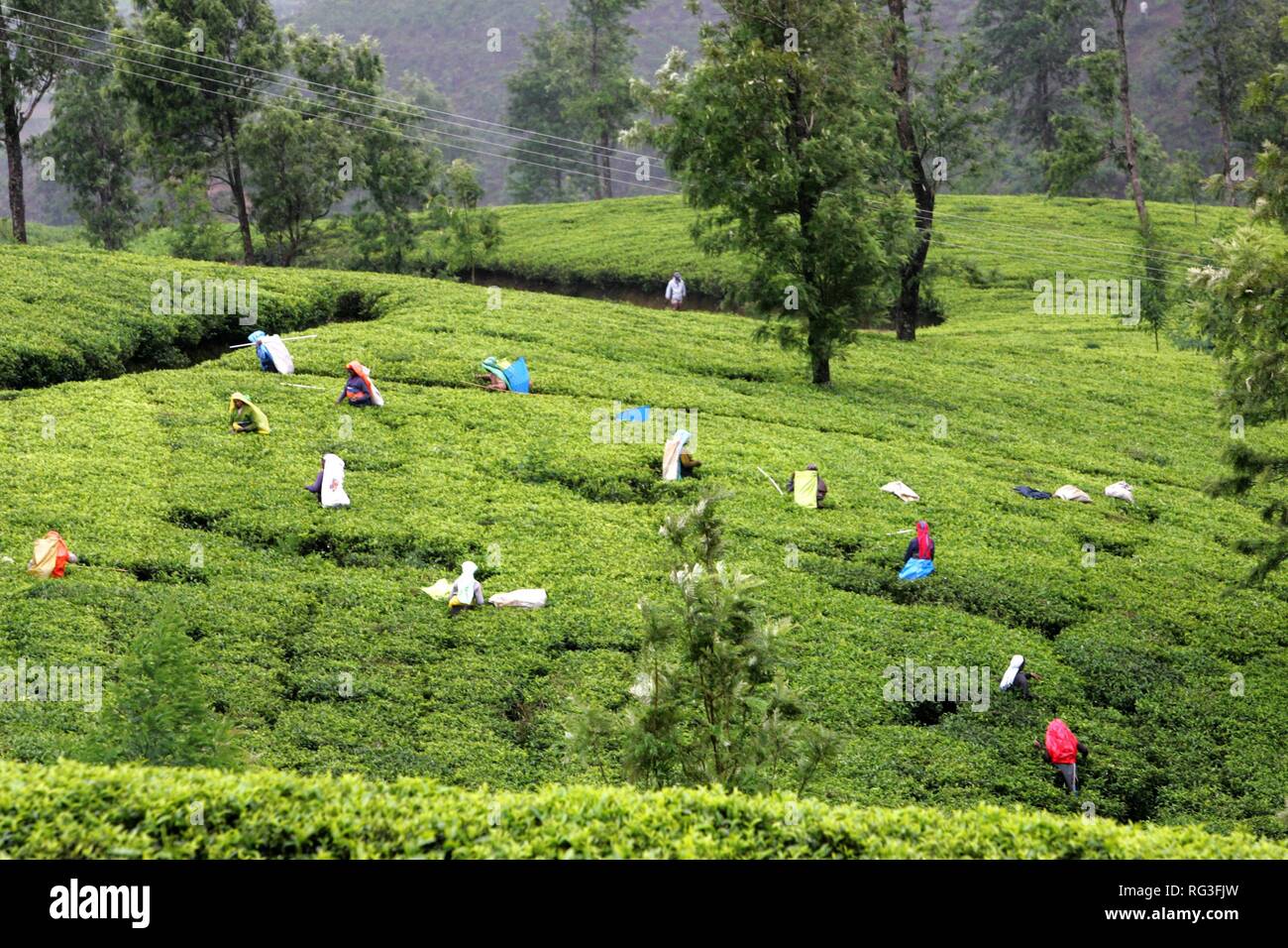 LKA, Sri Lanka : Nuwara Eliya, Highlands, tea plantaion area. Pea plucker, traditionell femal work. Stock Photo
