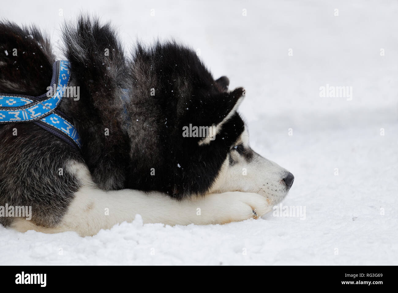 Husky lying on the snow Stock Photo - Alamy
