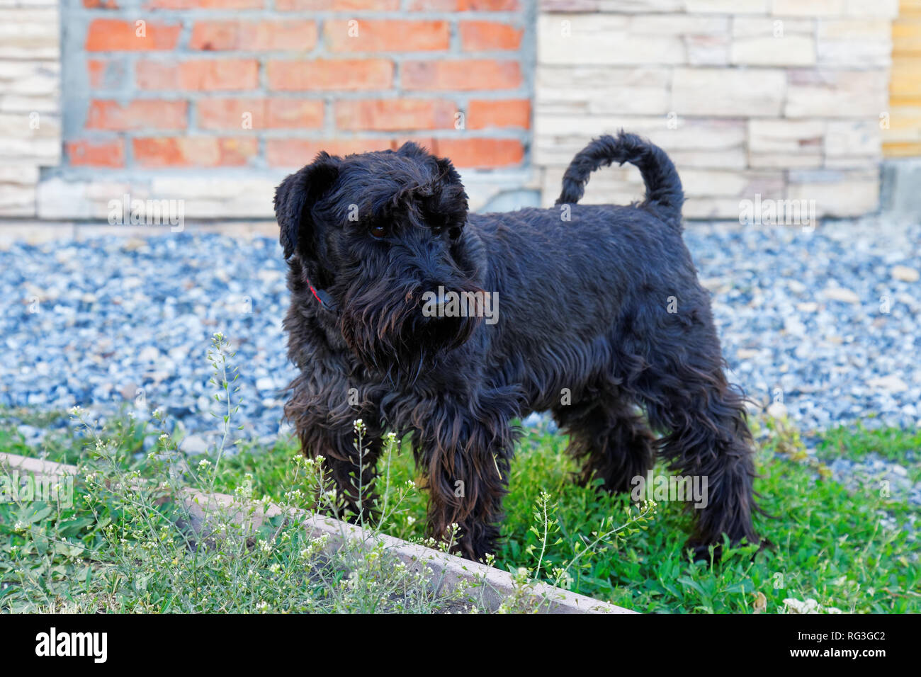 Black purebred dog Zwergschnauzer on a background of a wall Stock Photo