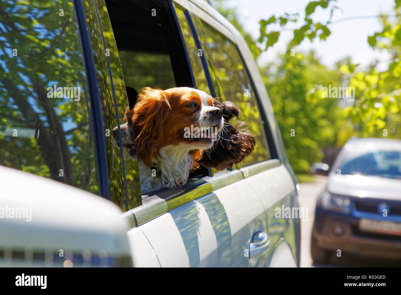 Land spaniel hires stock photography and images Alamy