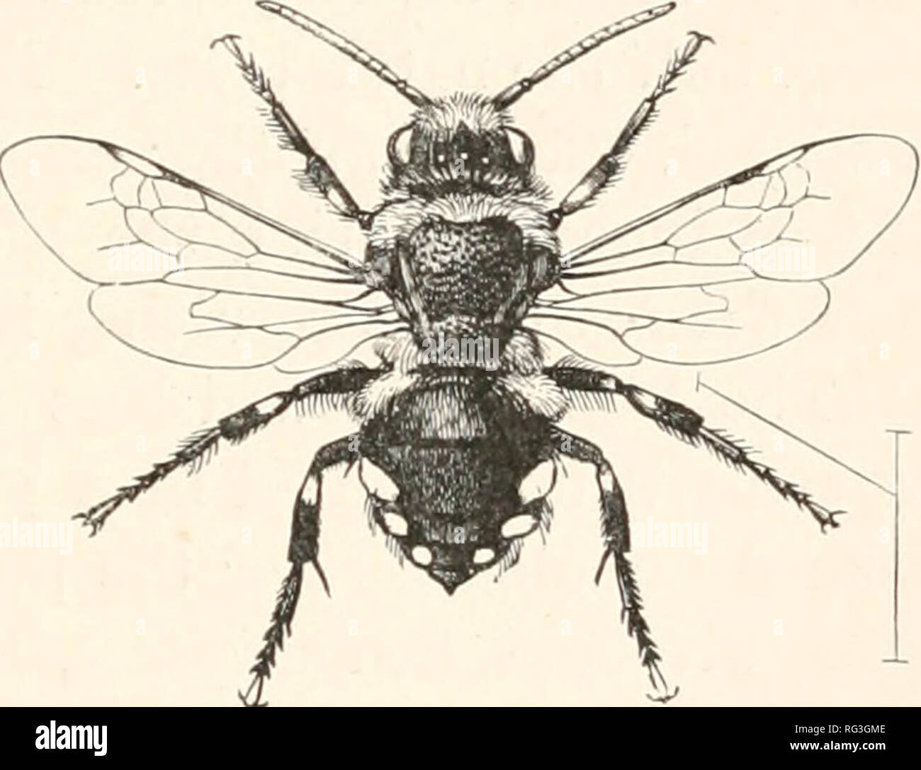 . The Cambridge natural history. Zoology. i PARASITIC BEES DENUDATAE 31 race. Why then should they attack the creatures ? Provided the parasites do not interfere in any unmannerly way with the hosts and their work, there is no reason why the latter should resent their presence. The wild bee that seals up its cell when it has laid an egg therein, and then leaves it for ever, has no conception of the form of its progeny ; never in the history of the race of the Andrena has a larva seen a perfect insect and survived thereafter, never has a perfect Insect seen a larva. There is no reason what- eve Stock Photo