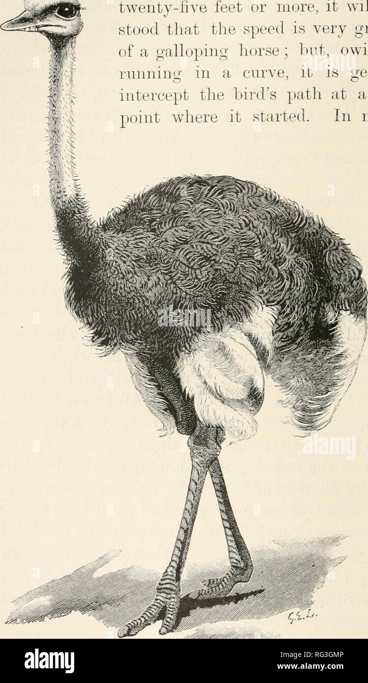 The Cambridge Natural History Zoology Neornithes Ratitae To Avoid Detection Is Of Course Devoid Of Foundation This Species Is Timid And Wild In Its Native Haunts And Being Keen Sighted As Well