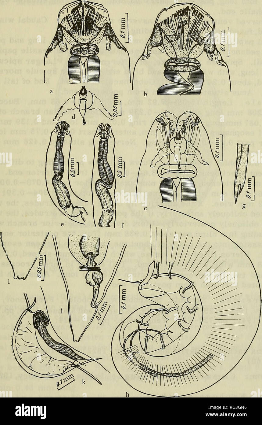 . Camallanata of animals and man and diseases caused by them = Kamallanaty zhivotnykh i cheloveka i vyzyvaemye ime zabolevaniya. Helminths; Worms as carriers of disease. Esophagus divided into an anterior club-shaped part and a posterior tubular part, with a fold in the anterior third; at the posterior end of the esophagus are three valves which project into the intestine. 107. FIGURE 59. Serpinema amazonicus (Ribeiro, 194J,}: a,b - cephalic end, lateral; ? - cephalic end, dorsal; d - trident; e - anterior end, lateral; f—same, dorsal; g - distal end of large spicule; h - caudal end of male, l Stock Photo