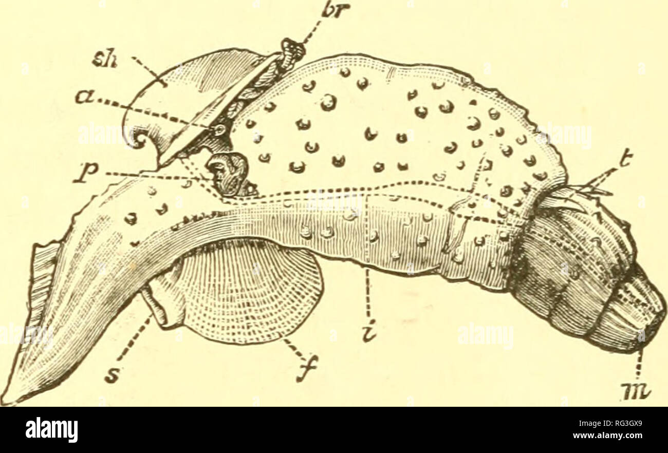 . The Cambridge natural history. Zoology; Zoologia Geral. CLASSIFICATION OF GASTEROPODA present, is never spiral, but consists of eight overlapping plates, kept together by an elliptical girdle. The Amphineura are divided into (a) Polyflacoi^liora^ or Chitons, and (5) Aplaeophora (^Chaetoderma and Neomenid). (2) The Prosohrayicliiata'^ are so named from the fact that the breathing organ (branchia or ctenidium-^) is as a rule situated in front of the heart, the auricle at the same time being in front of the ventricle. They are asymmetrical, almost always fur- nished with a shell, which is at so Stock Photo