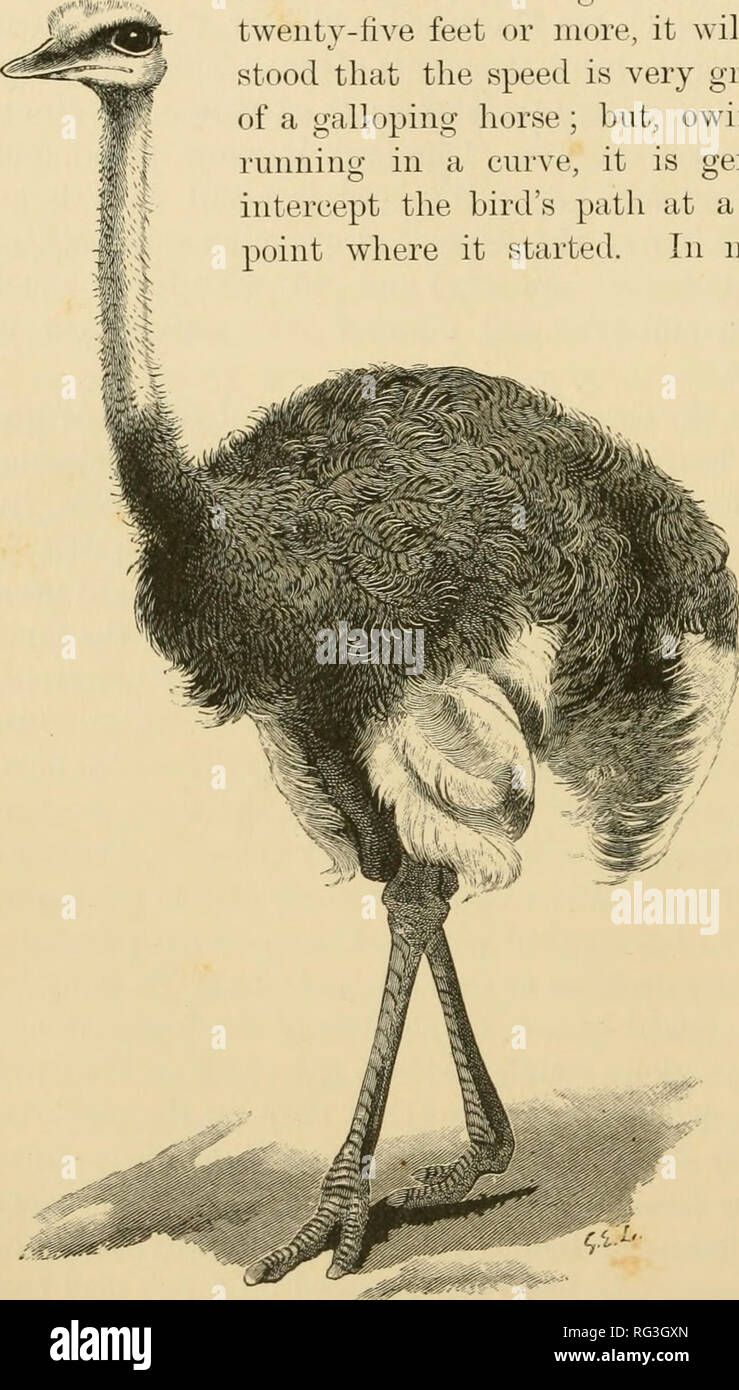 The Cambridge Natural History Zoology Zoologia Geral 28 Neornithes Ratitae To Avoid Detection Is Of Course Devoid Of Foundation This Species Is Timid And Wild In Its Native Haunts And Being The Cambridge Natural History Zoology Zoologia Geral 28 Neornithes Ratitae To Avoid Detection Is Of Course Devoid Of Foundation This Species Is Timid And Wild In Its Native Haunts And Being