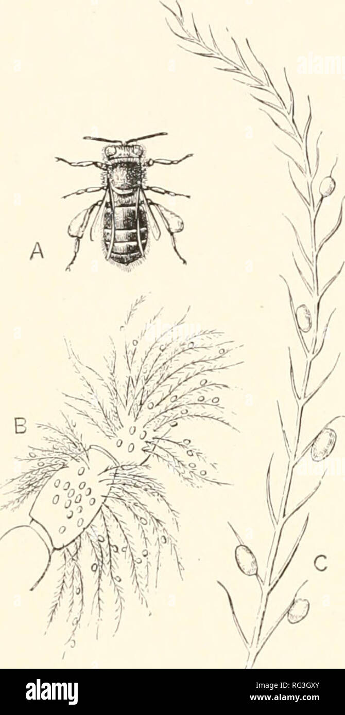 . The Cambridge natural history. Zoology. I 2 HYMENOPTERA CHAP. The ...