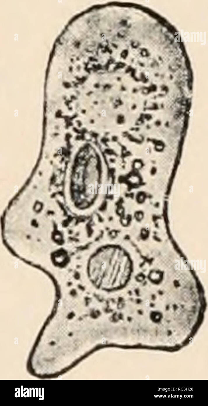 The Cambridge natural history. Zoology; Zoologia Geral. FIG. 3 