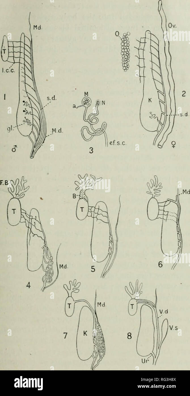 . The Cambridge natural history. Zoology. URINO-GENITAL ORGANS 49. Fig. 7.—Diagrammatic representation of modifications of the urino-genital ducts. 1, 2, Male and female Newt; 3, a tubule of the kidney ; 4, male Rana; 5, male Bufo; 6, male Bombiaator ; 7, male iJiacof/lossiis : 8, male Alytes. a, Ai-tery entering, and producing a coil in, the Malpighiau body, M; B, Bidder's organ ; 1'f.s.c, efferent segmental canal ; F.B, fat-body ; gl, glomerulus : K, kidney ; l.c.c. longitudinal collecting canal ; M, Malpighian body ; Md, Miillerian duct ; N, nephrostome ; 0, ovary ; Or, oviduct ; s.d, segme Stock Photo
